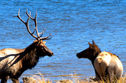 Two elk